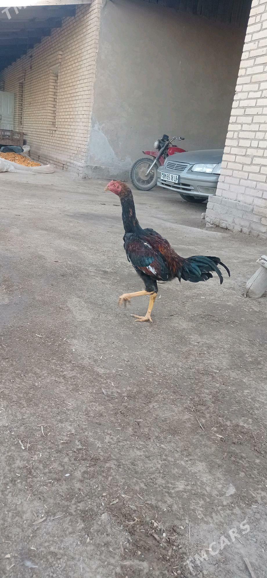 Horaz - Halaç - img 5