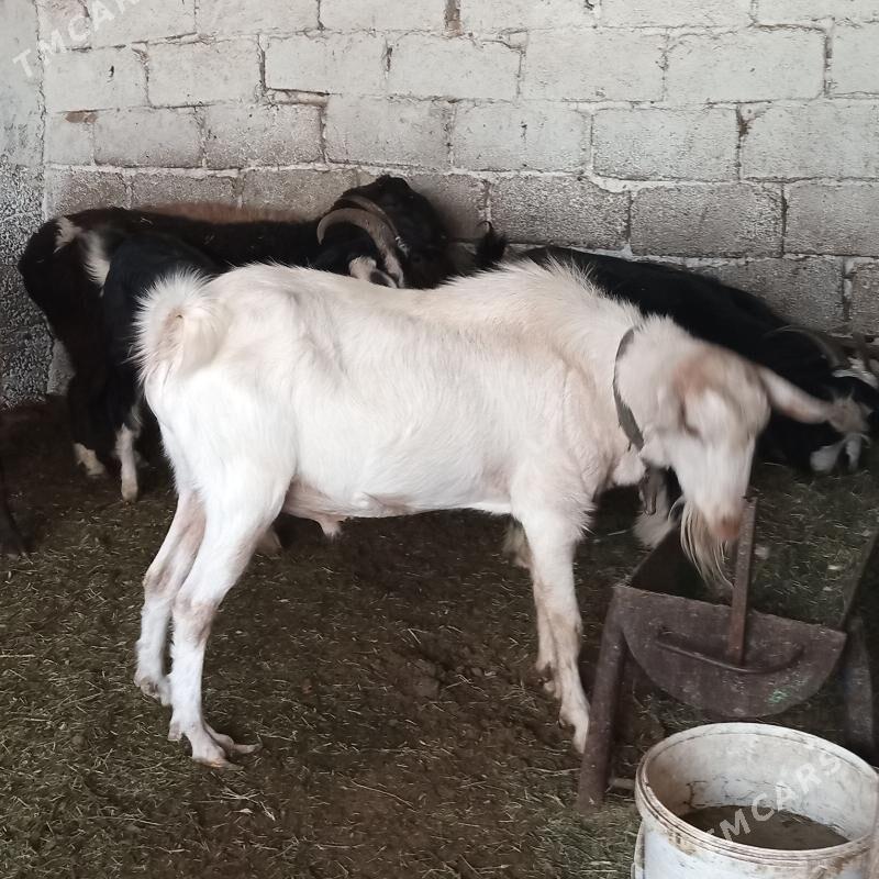 Teke - Ýalkym - img 2