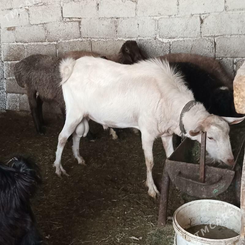 Teke - Ýalkym - img 1