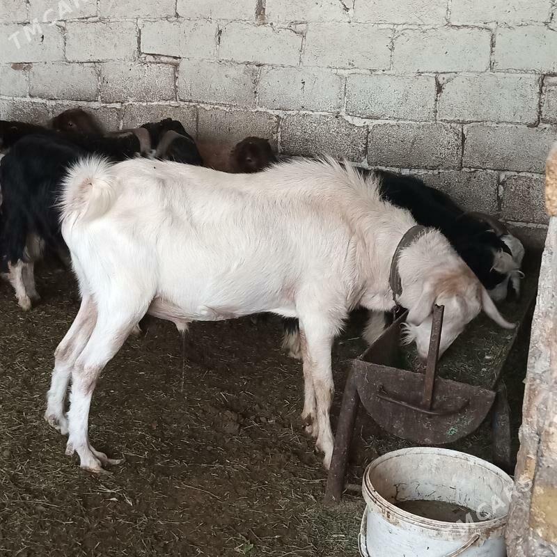 Teke - Ýalkym - img 3