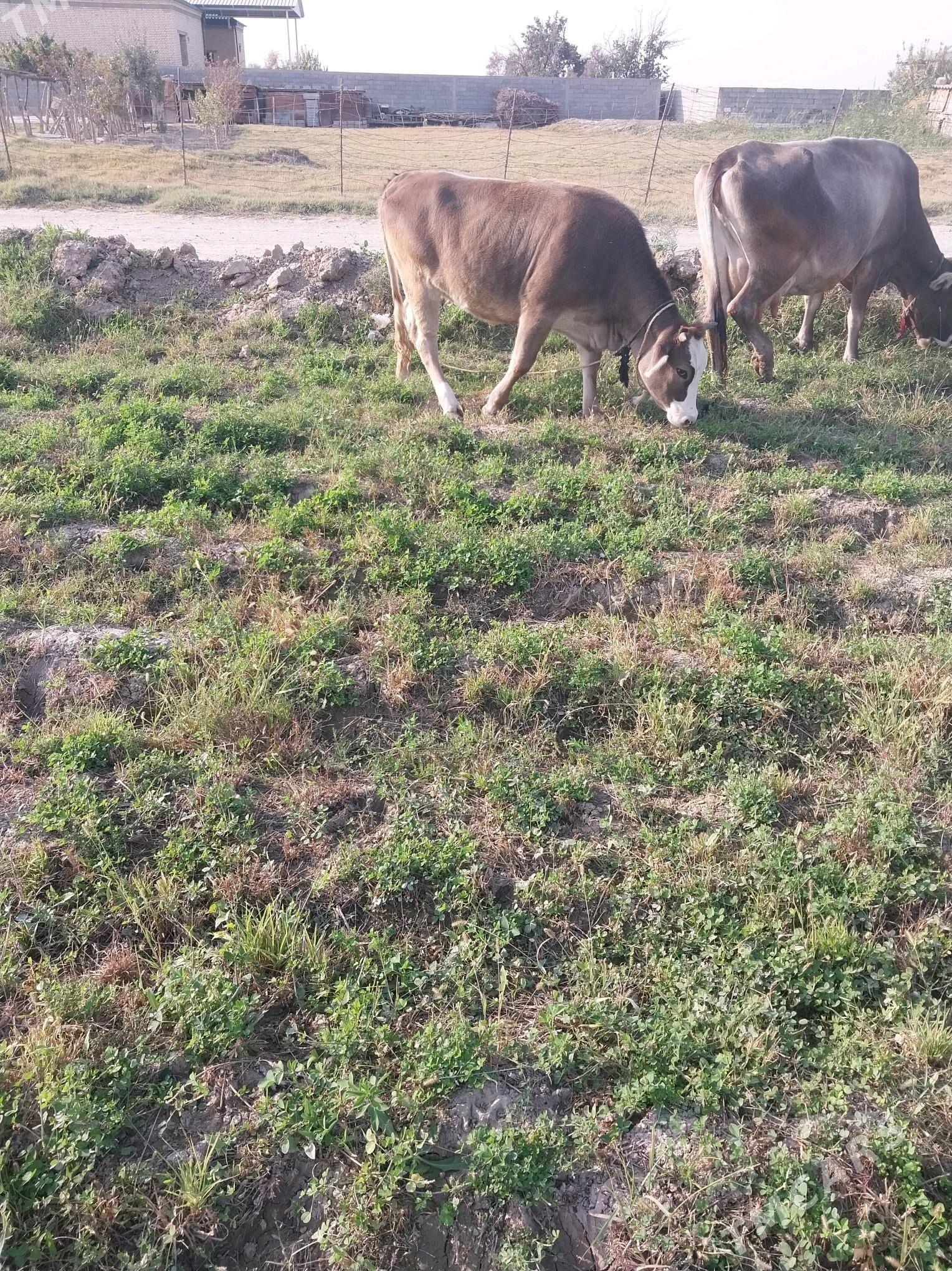 bakylan tüwe göle - Гёкдепе - img 2