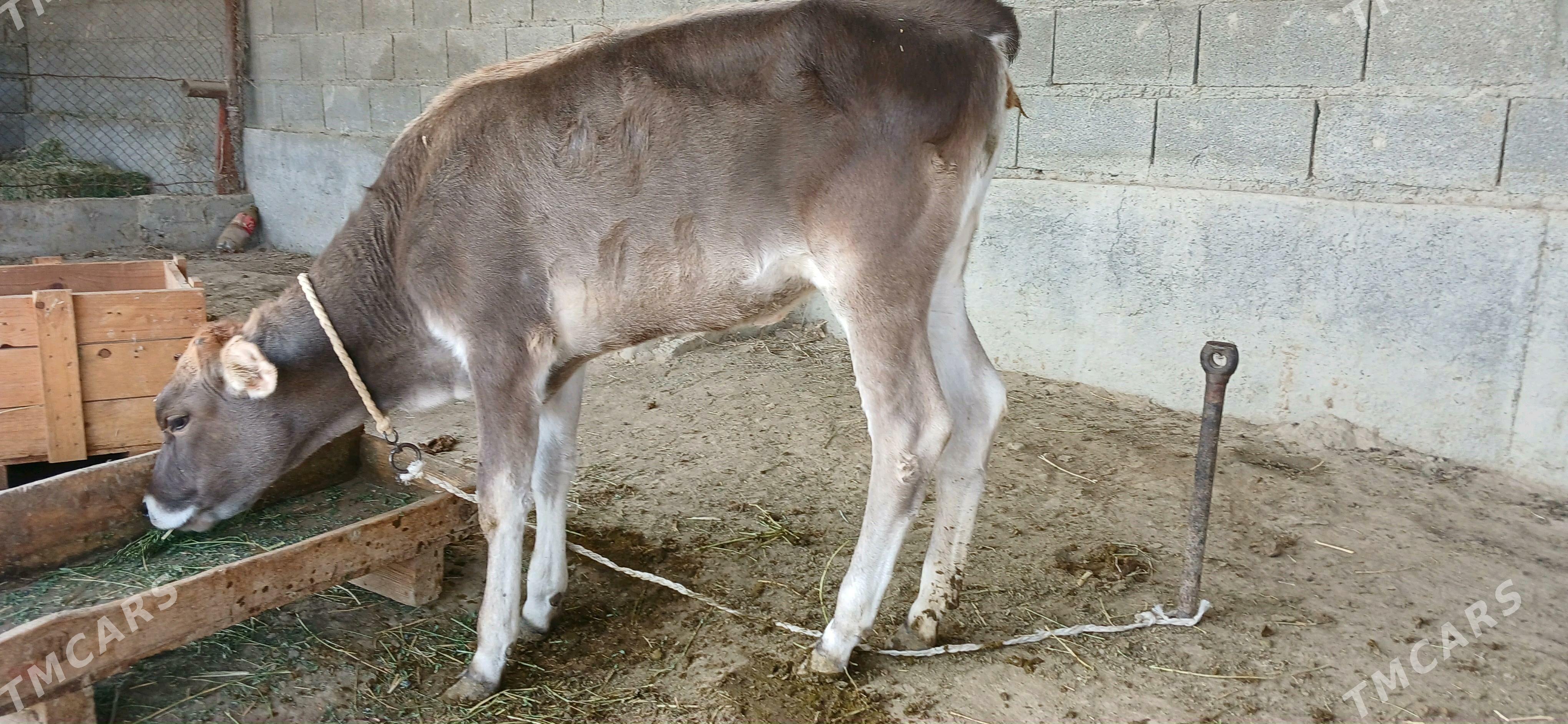 oķüz - Бахарден - img 3