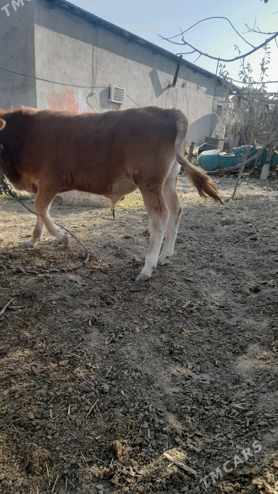 ÖKÜZ - Бахарден - img 2