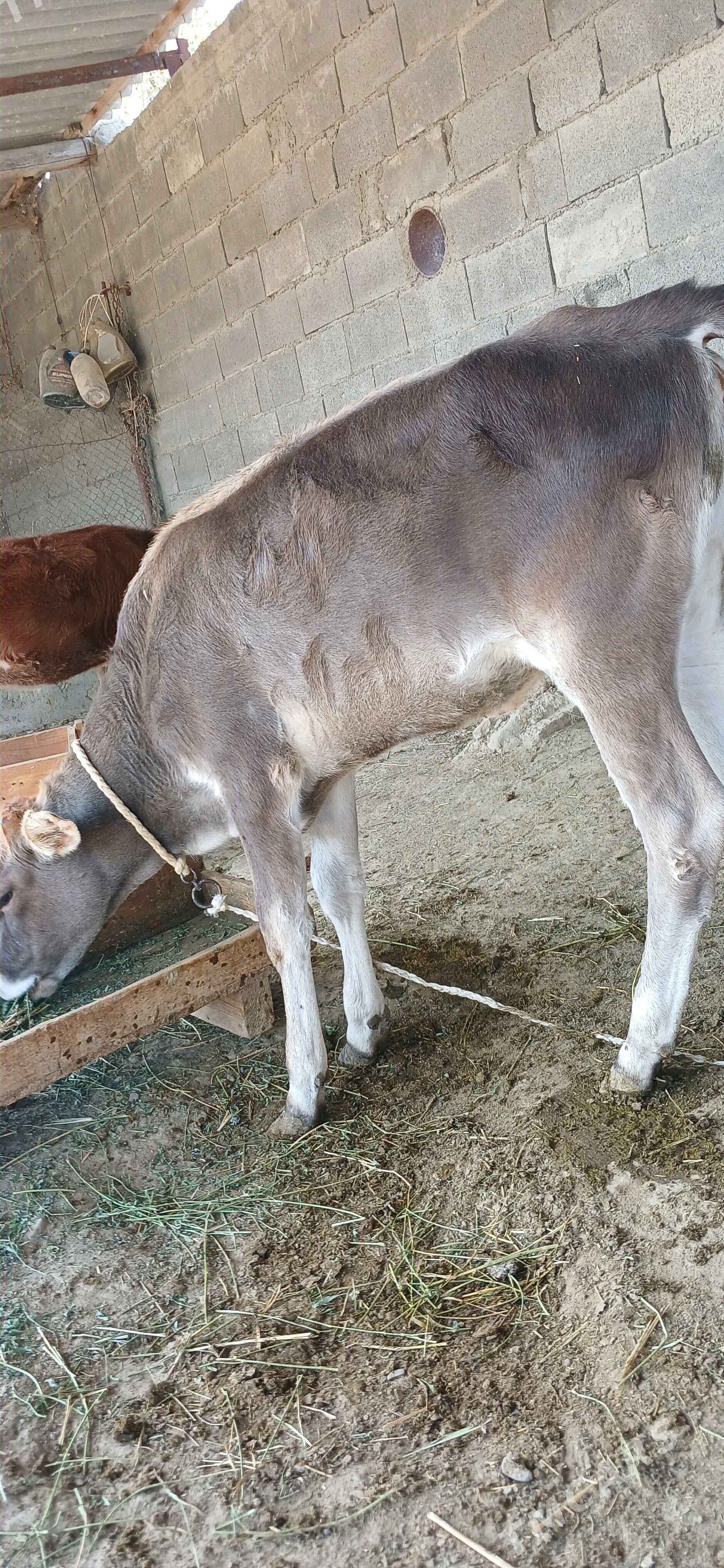 oķüz - Бахарден - img 4