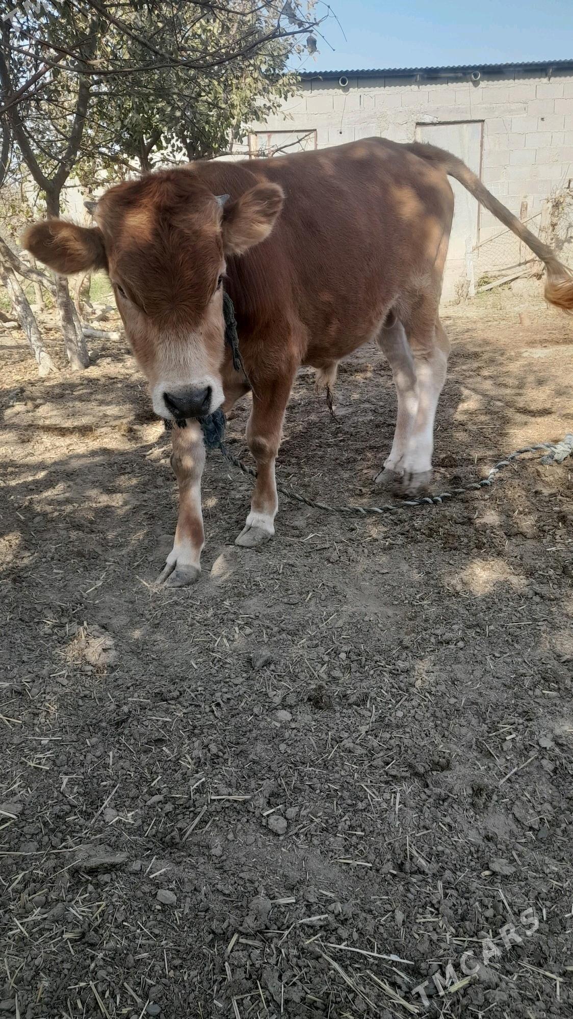 ÖKÜZ - Бахарден - img 4