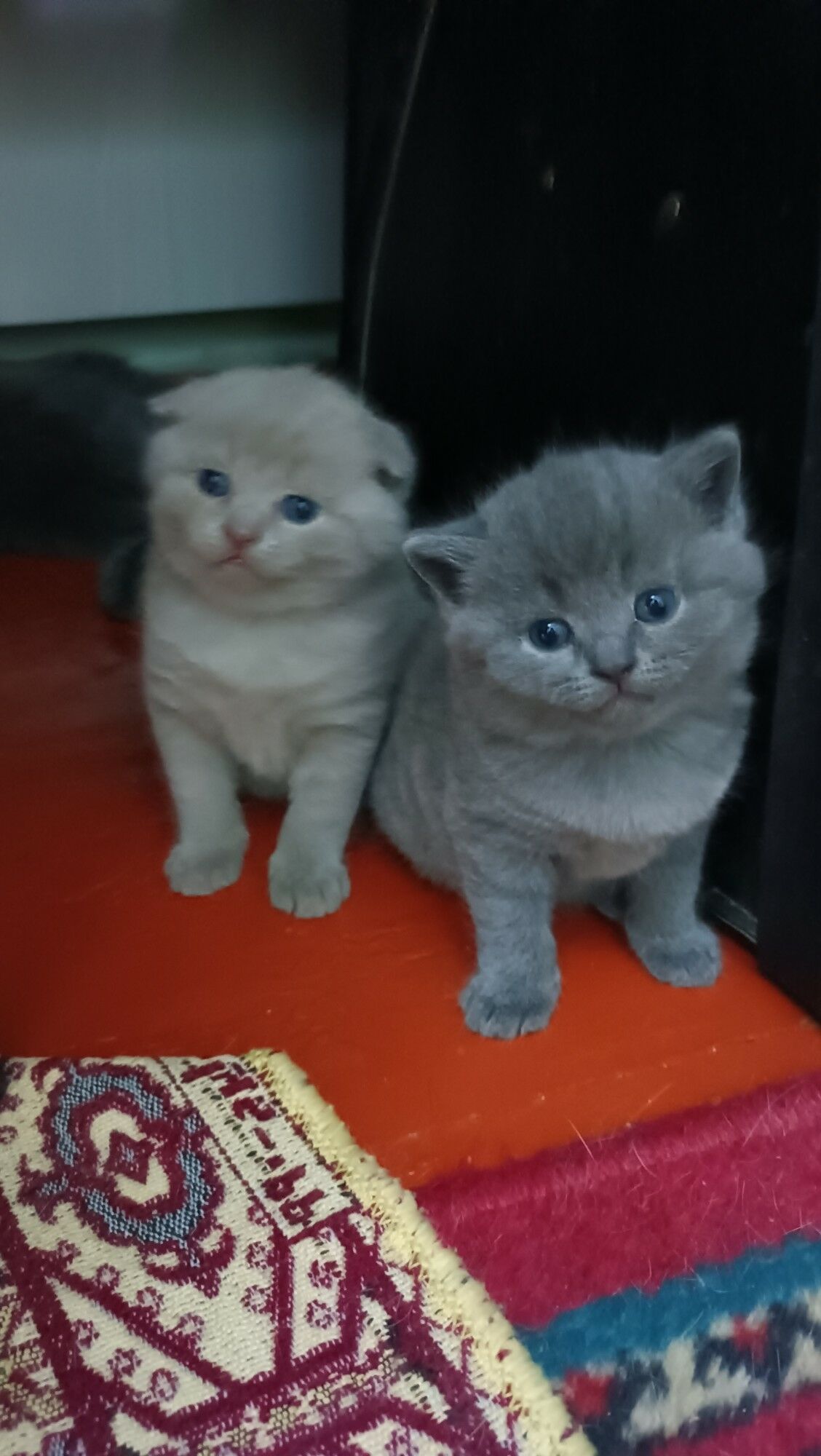 шотландские прямоухие котята - Ашхабад - img 2