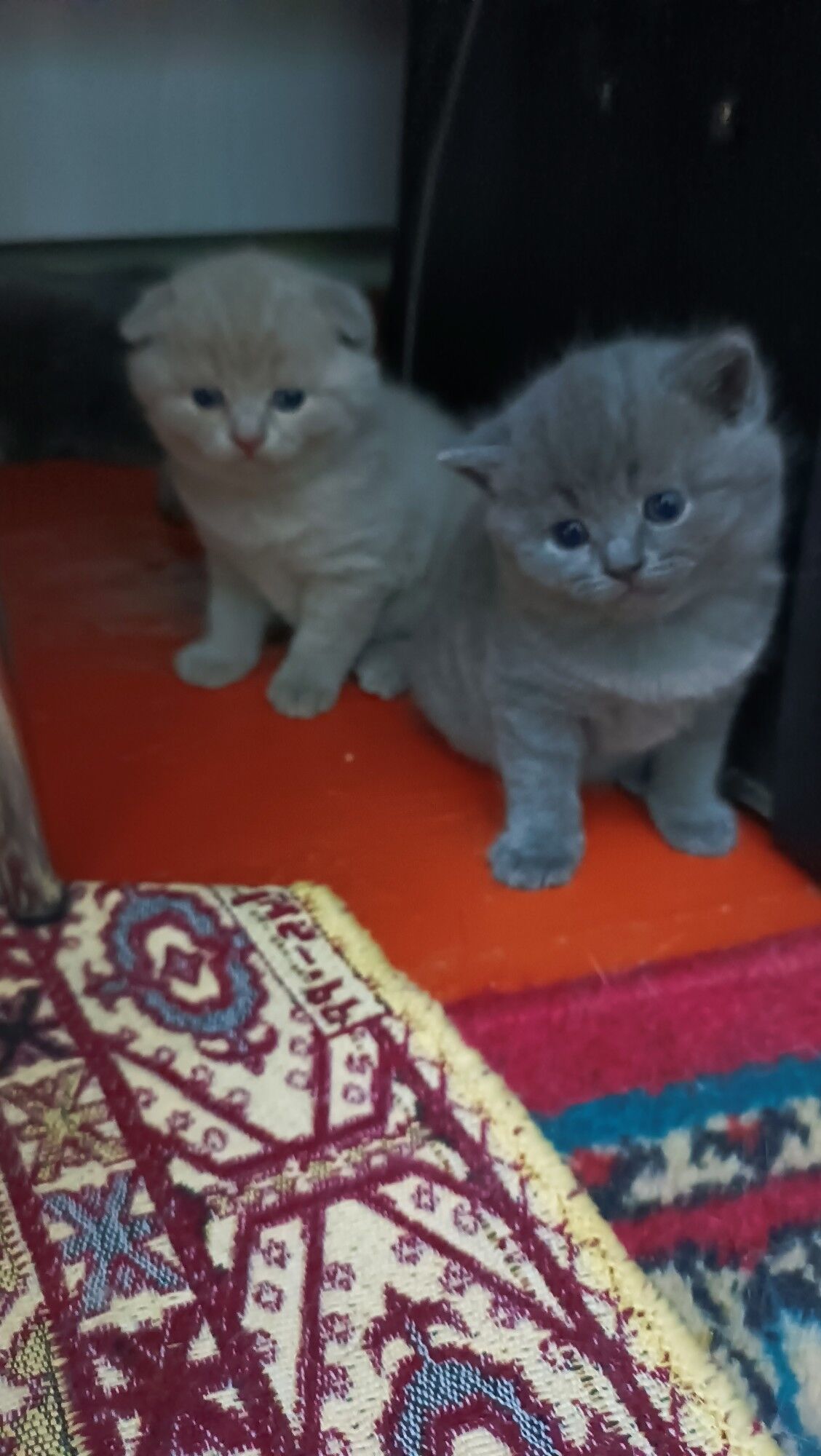 шотландские прямоухие котята - Ашхабад - img 1