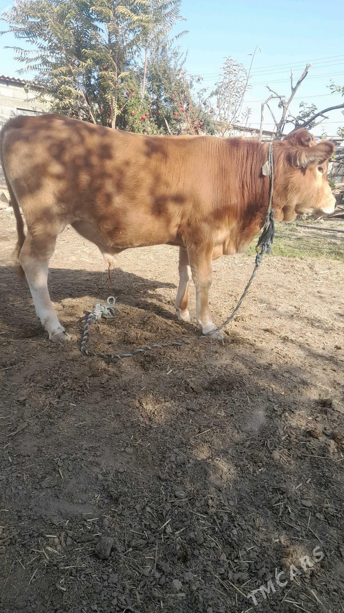 ÖKÜZ - Бахарден - img 6