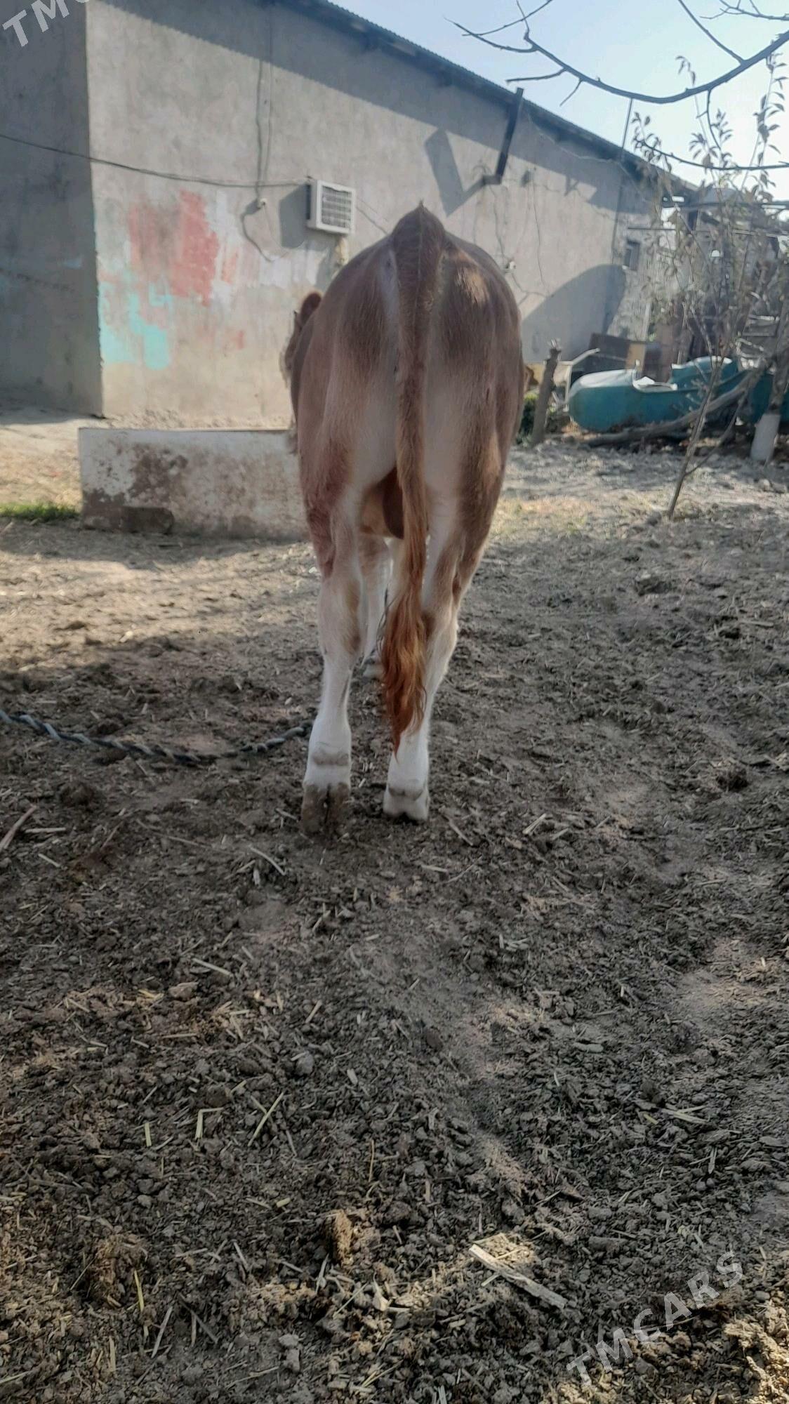 ÖKÜZ - Бахарден - img 5