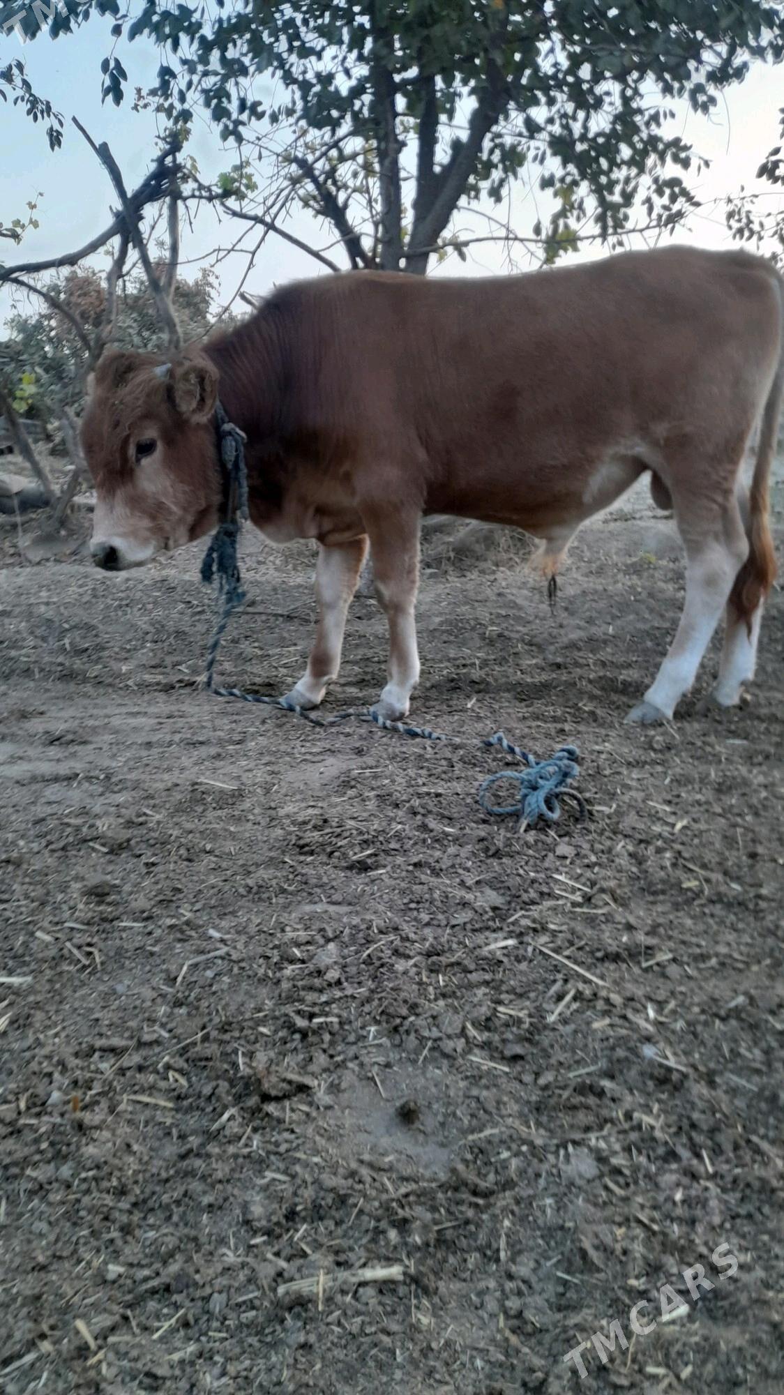 ÖKÜZ - Бахарден - img 8