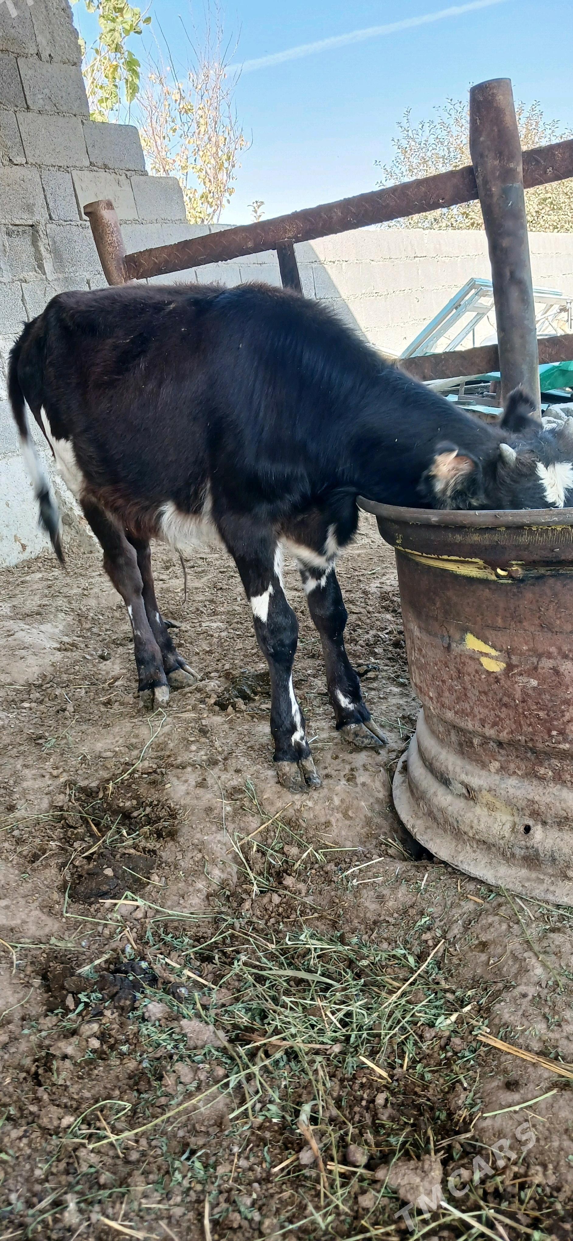 oķüz - Бахарден - img 5