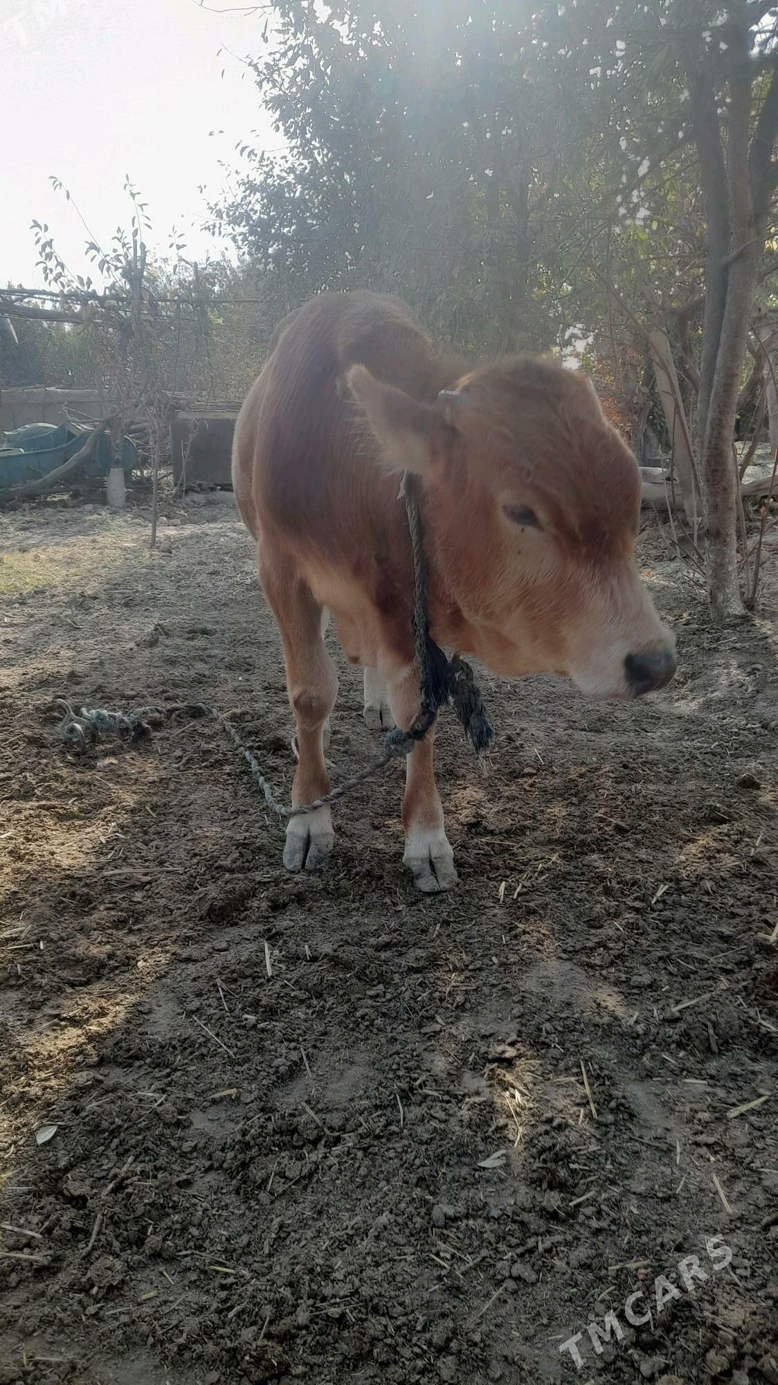 ÖKÜZ - Бахарден - img 7