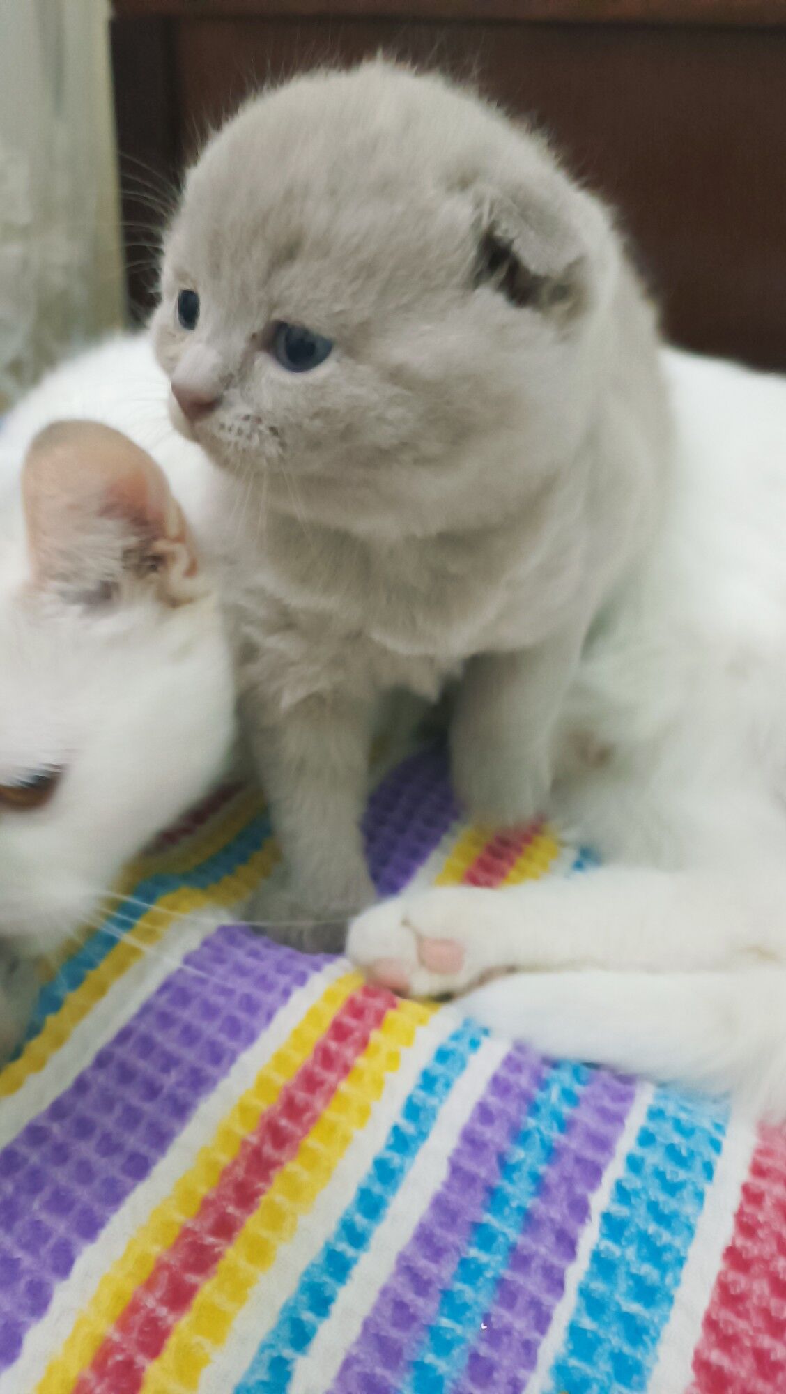 Шотландские котята - Aşgabat - img 7