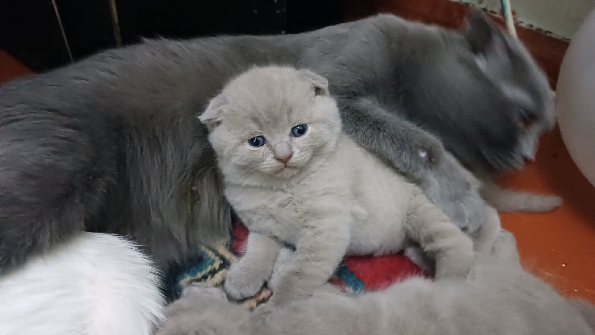 Шотландские котята - Aşgabat - img 5