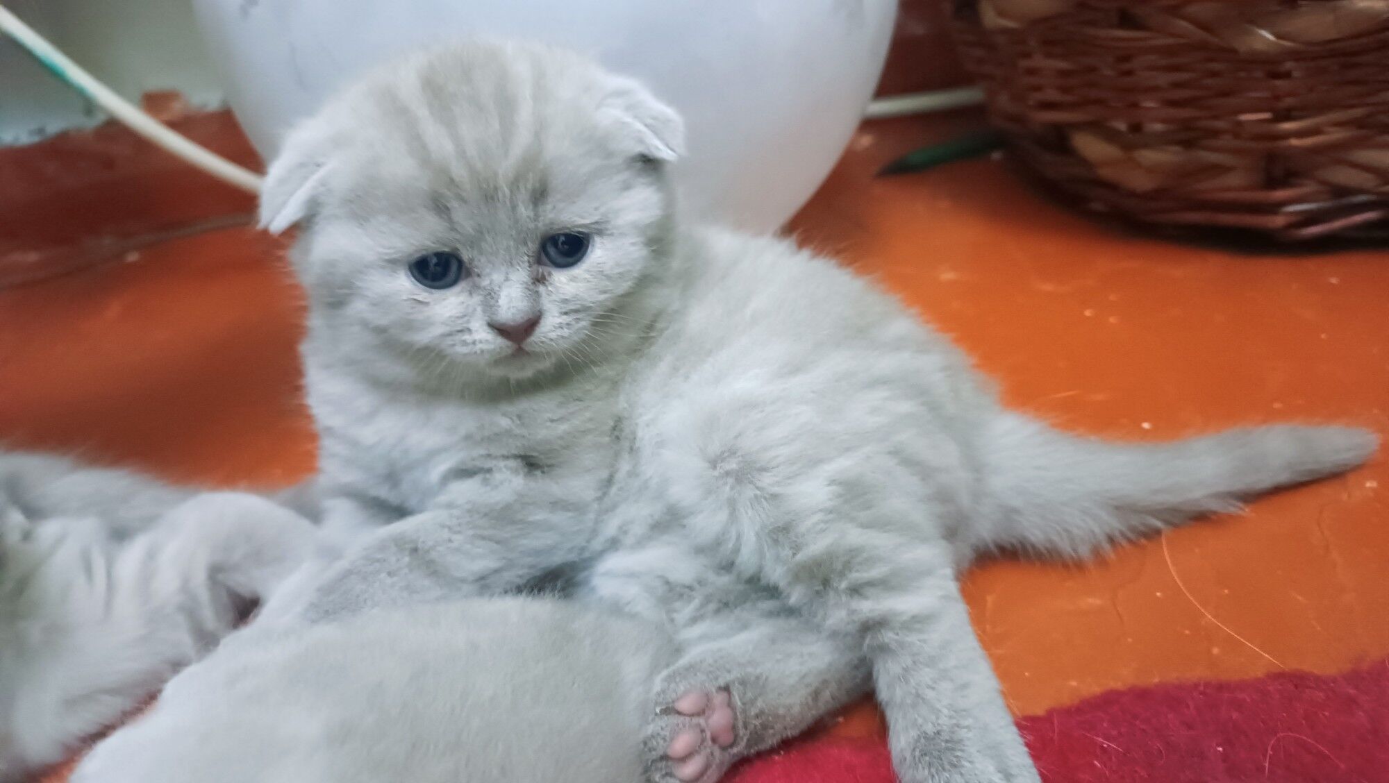 Шотландские котята - Aşgabat - img 6