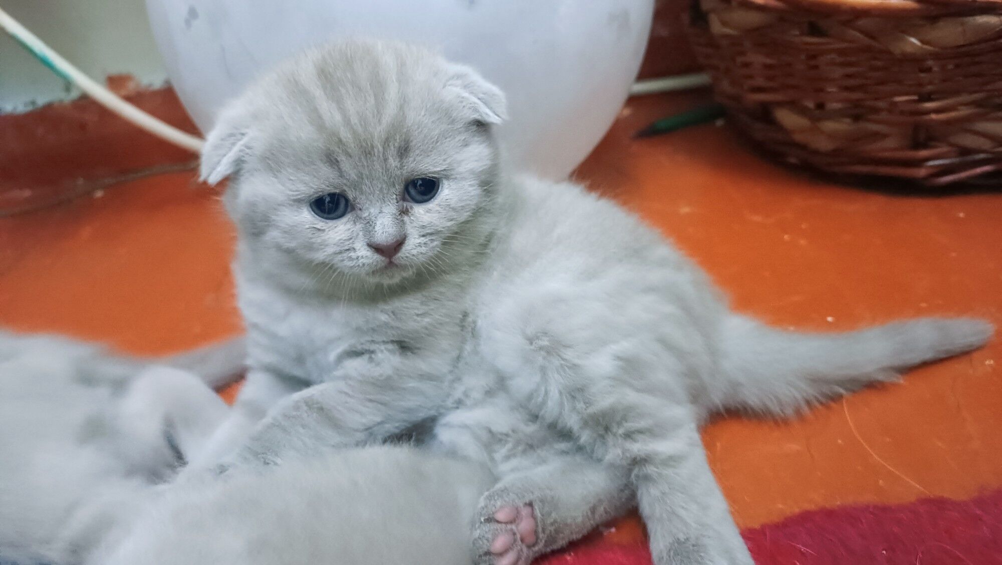 Шотландские котята - Aşgabat - img 4