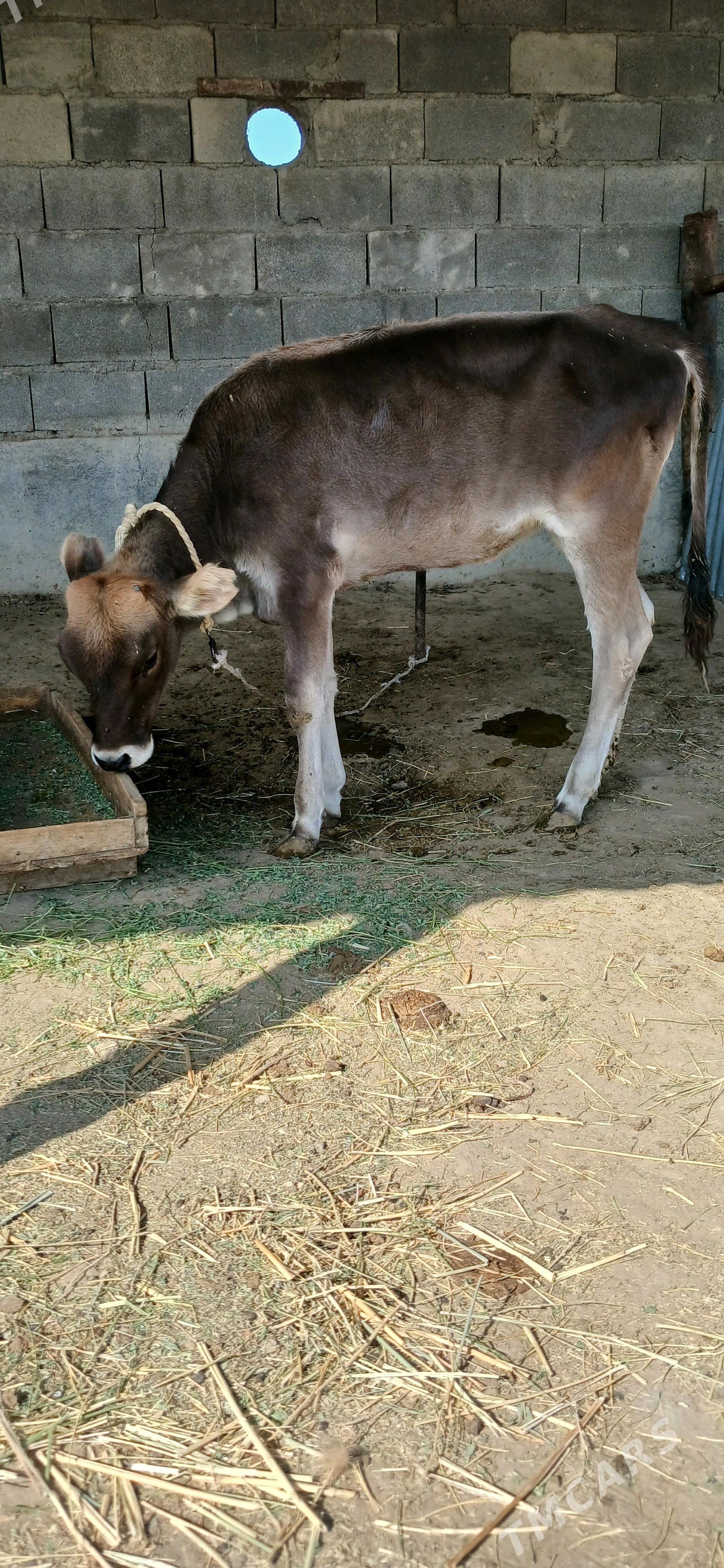 oķüz - Бахарден - img 6