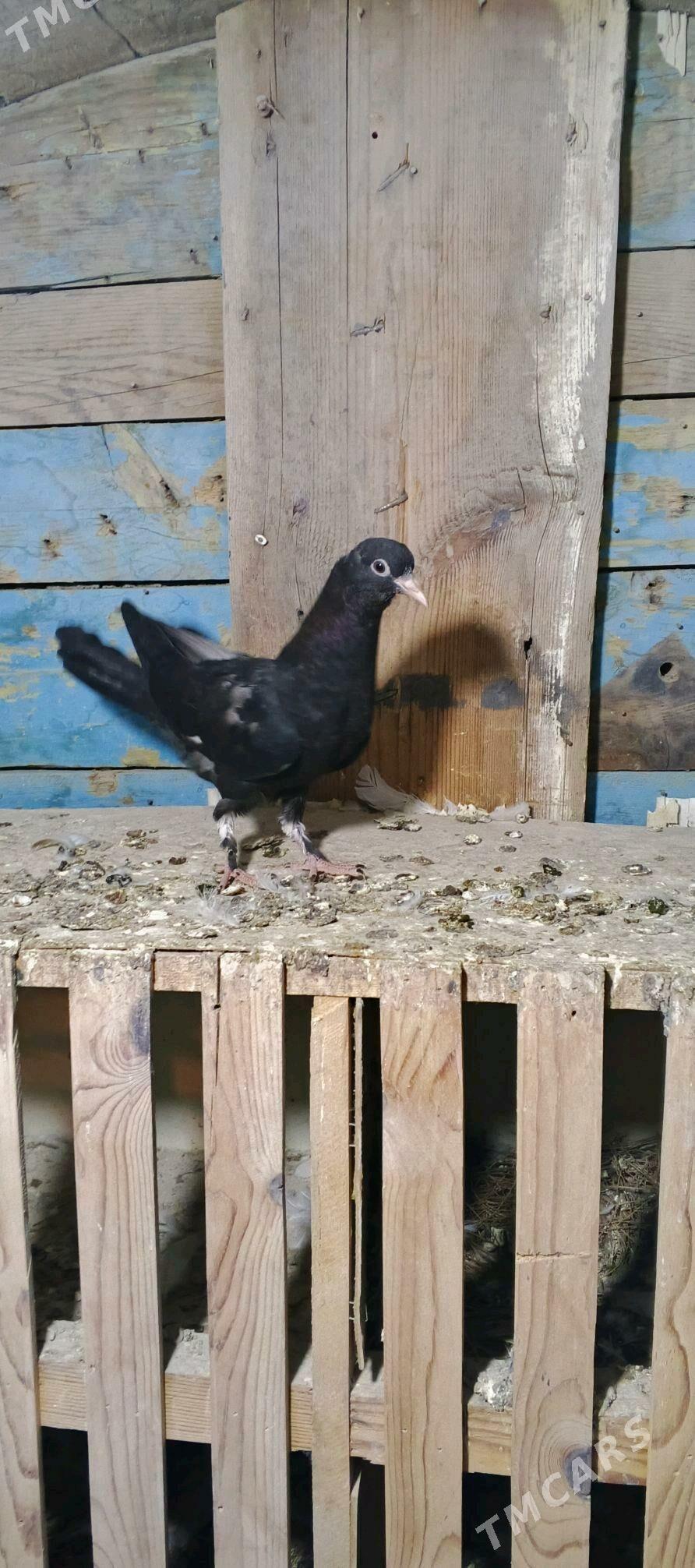 kepderi - Balkanabat - img 3