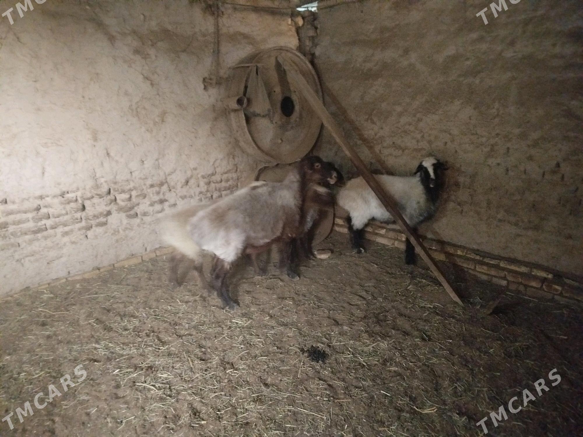 Goyunlar - Mary - img 3