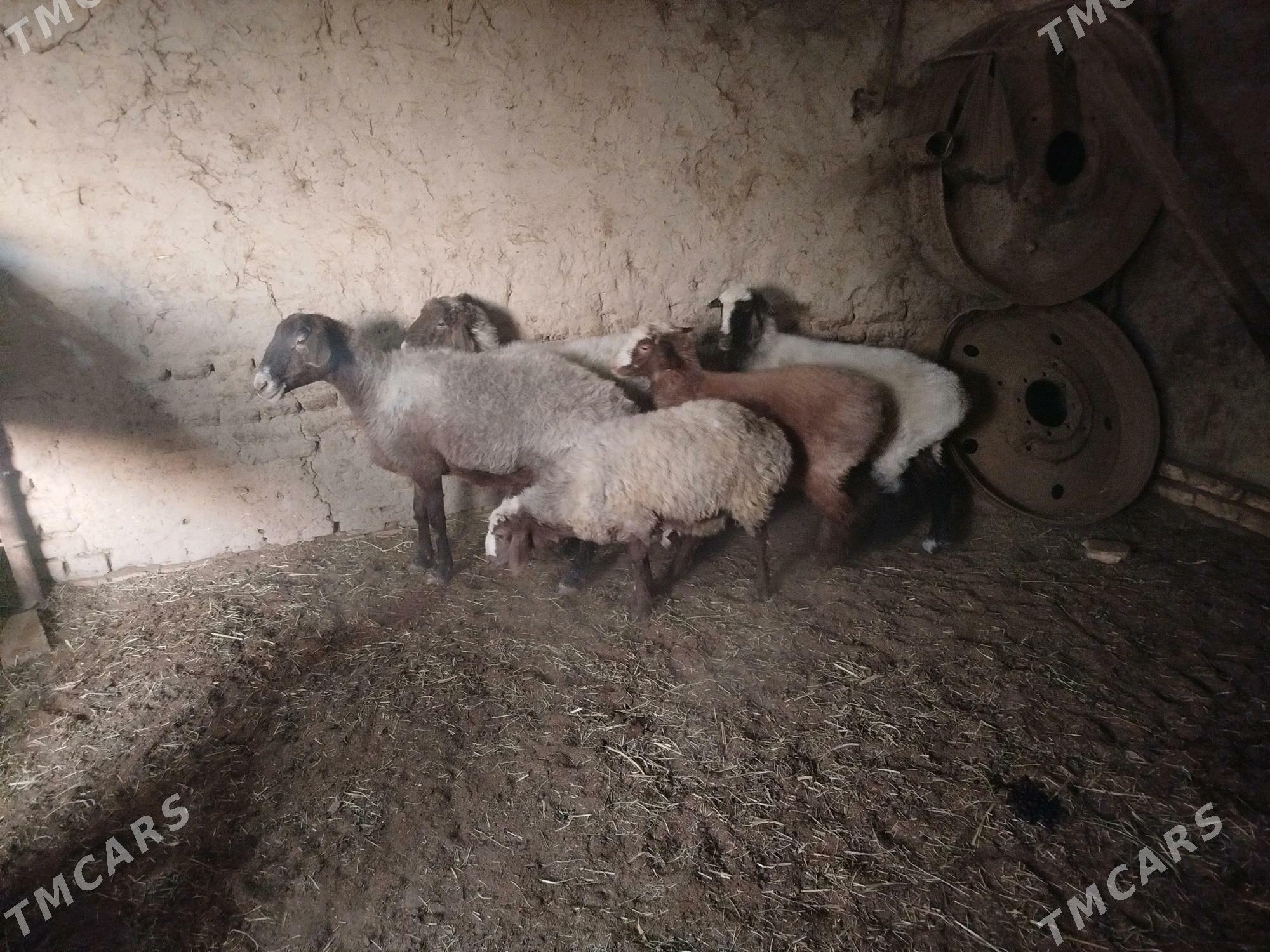 Goyunlar - Mary - img 1