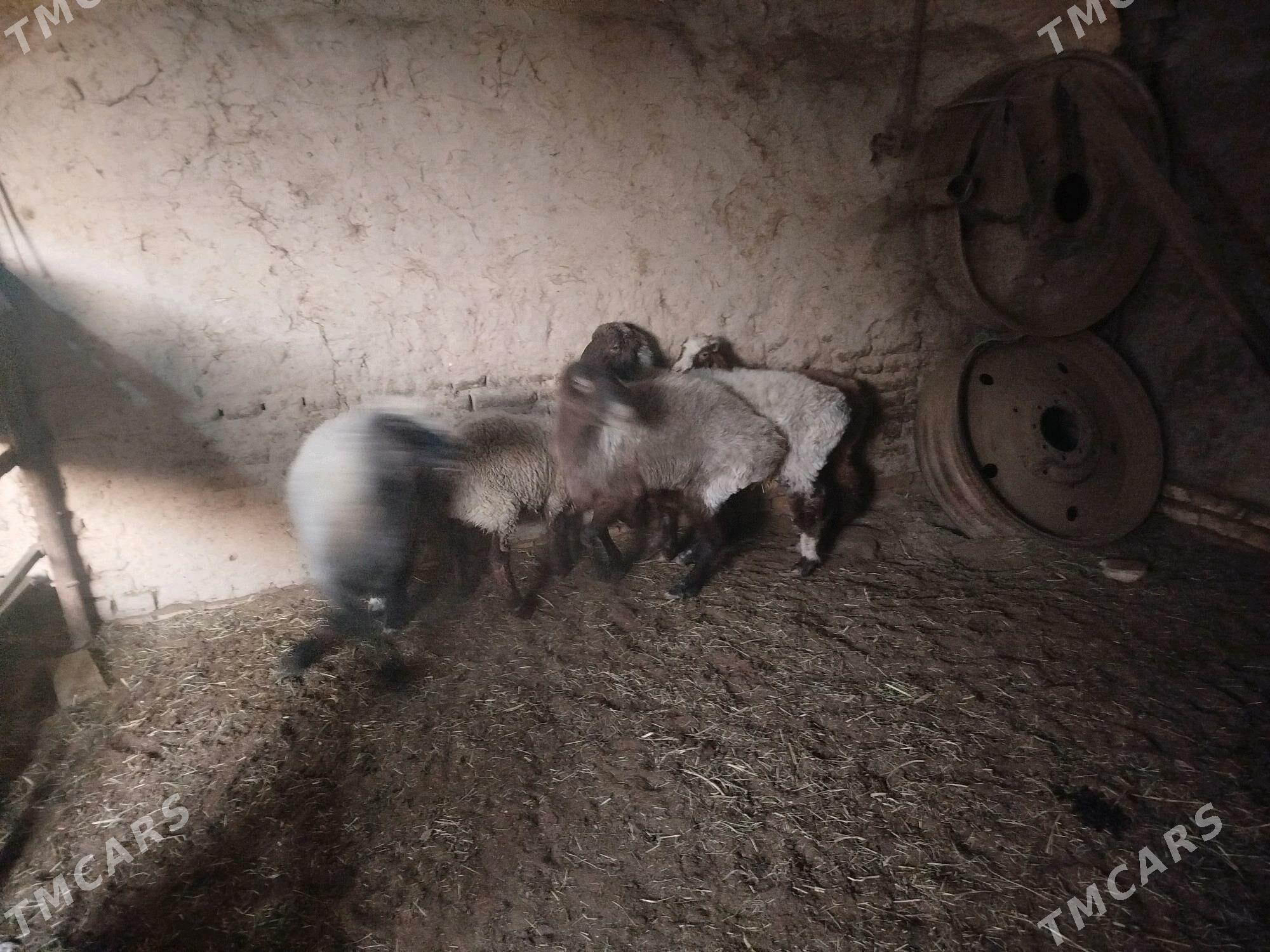 Goyunlar - Mary - img 5