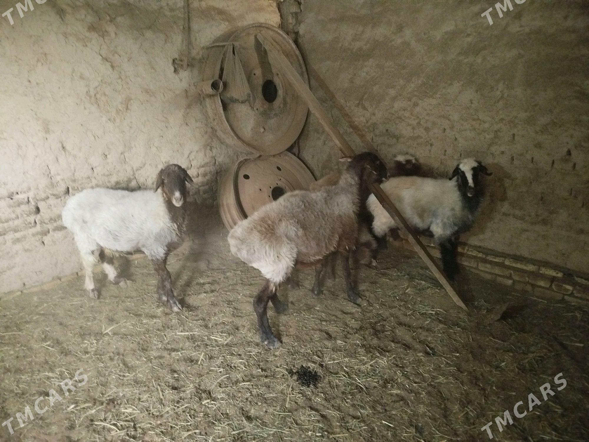 Goyunlar - Mary - img 2