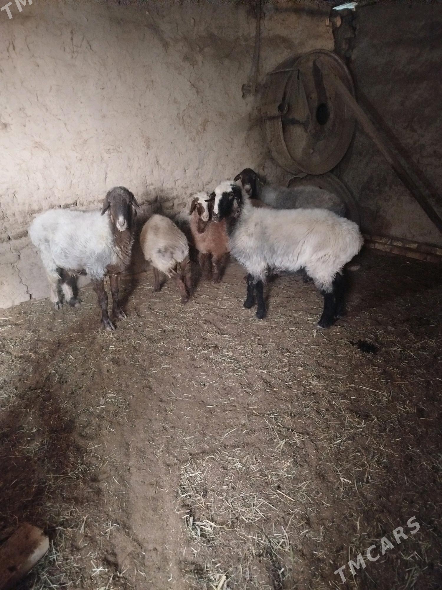 Goyunlar - Mary - img 7