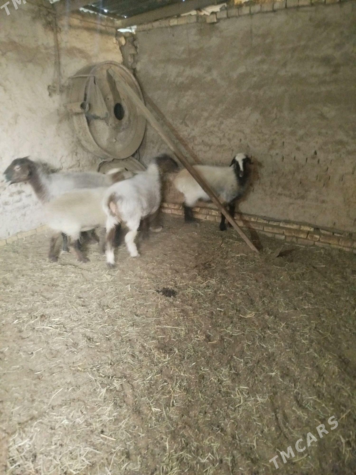 Goyunlar - Mary - img 4