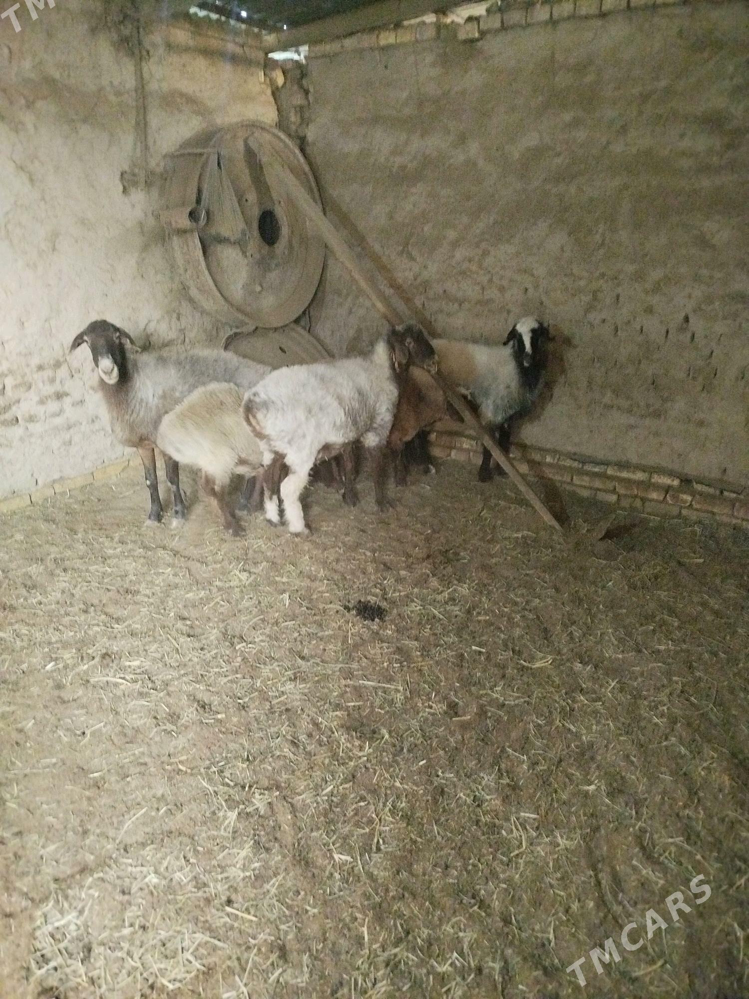 Goyunlar - Mary - img 6