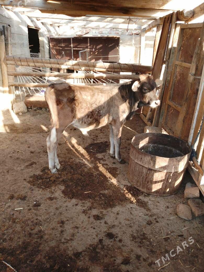 oküz - Берекет - img 2