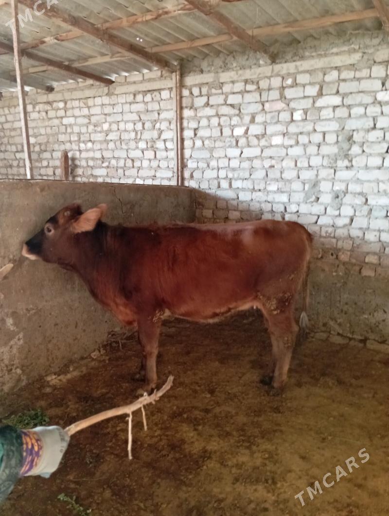 Tüwe - Gökdepe - img 2