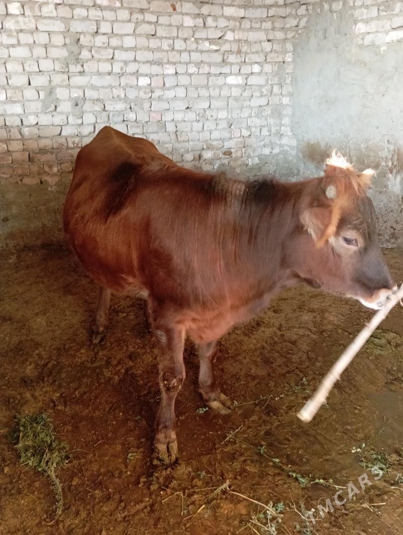 Tüwe - Gökdepe - img 1