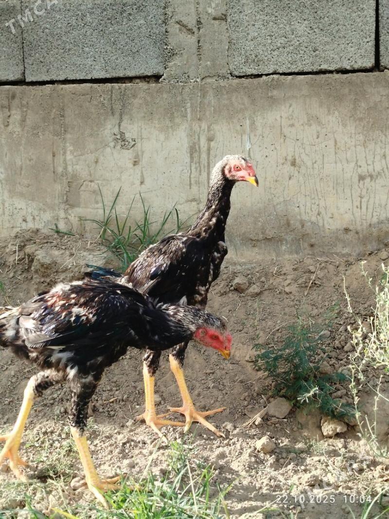 2 Sany Taskent Horoz - Aşgabat - img 2