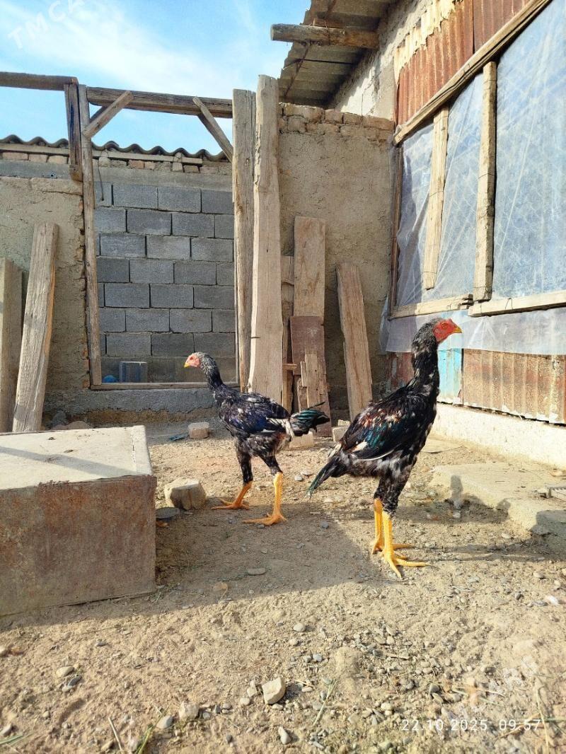 2 Sany Taskent Horoz - Aşgabat - img 1