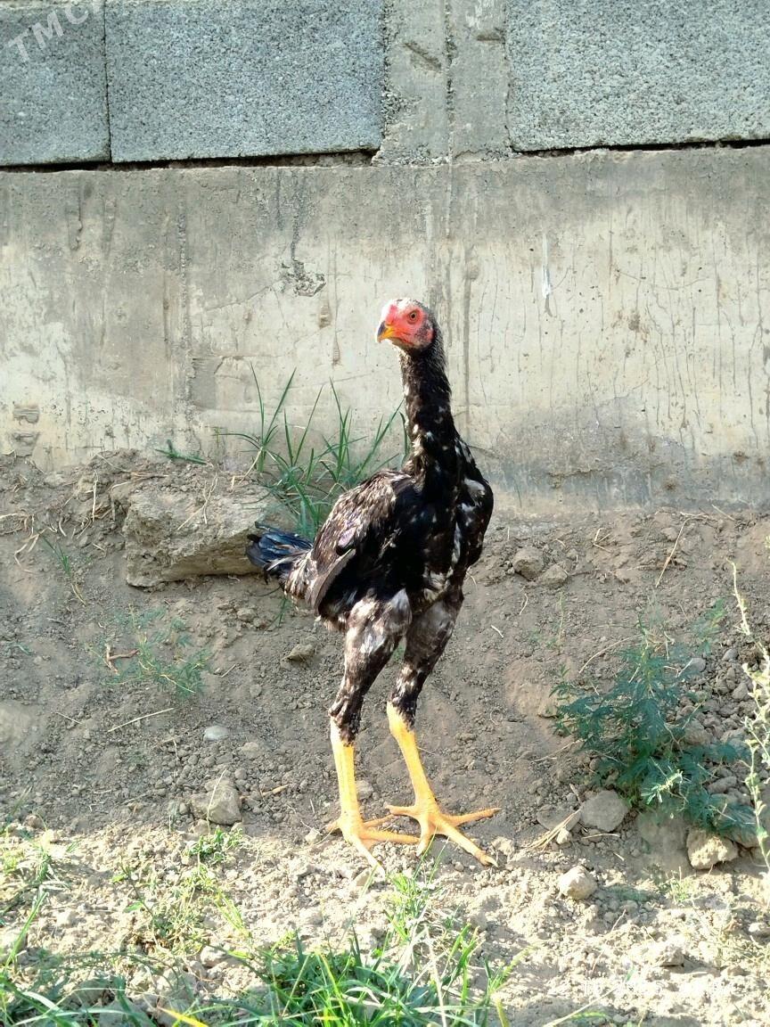 2 Sany Taskent Horoz - Aşgabat - img 3