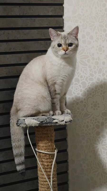 вислоухие котята - 11 mkr - img 3