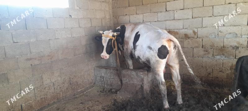 Òkùz - Джебел - img 2