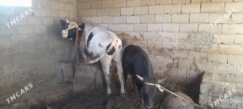 Òkùz - Джебел - img 3