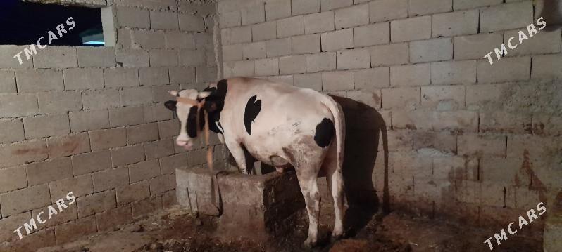 Òkùz - Джебел - img 5