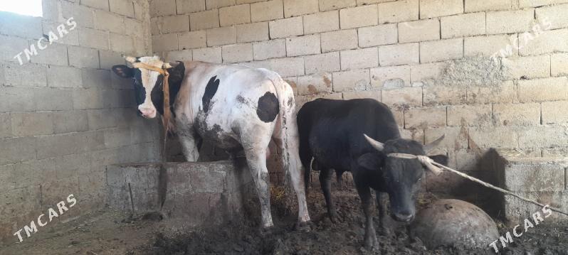 Òkùz - Джебел - img 4