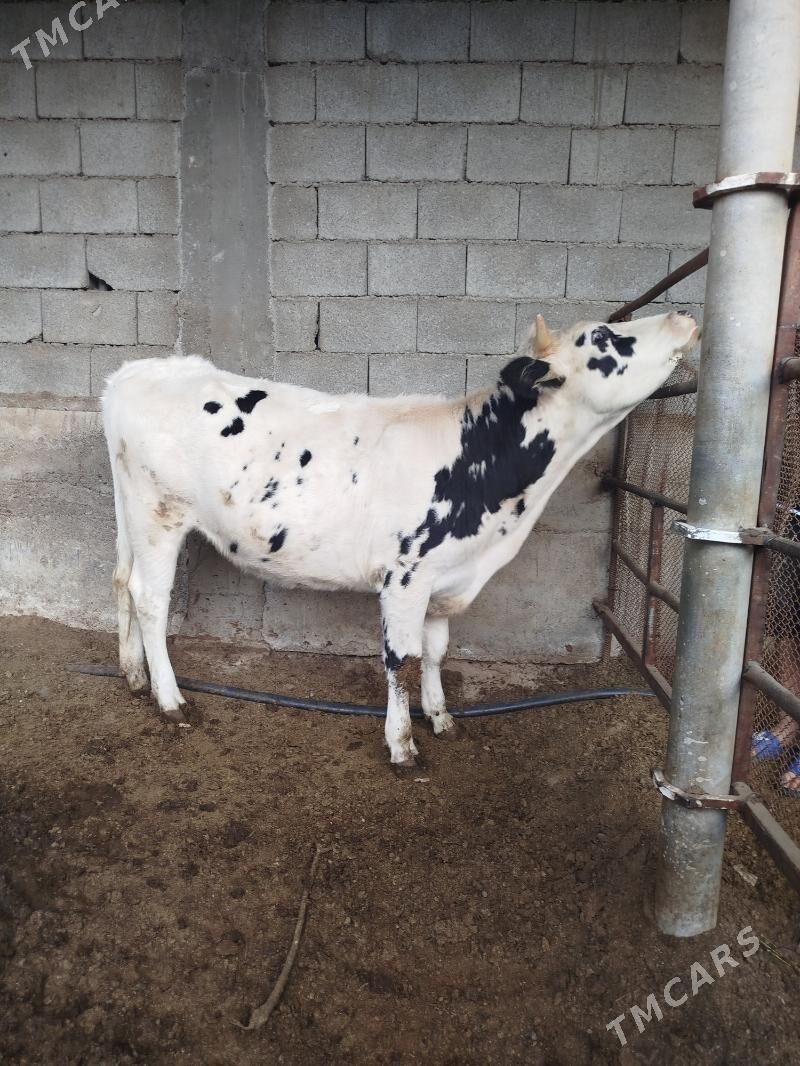 Tüwe - Ашхабад - img 2