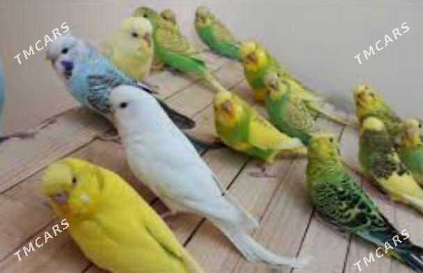продаются волнистые попугаи - Aşgabat - img 3
