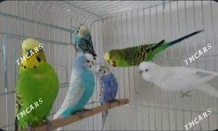 продаются волнистые попугаи - Ашхабад - img 1