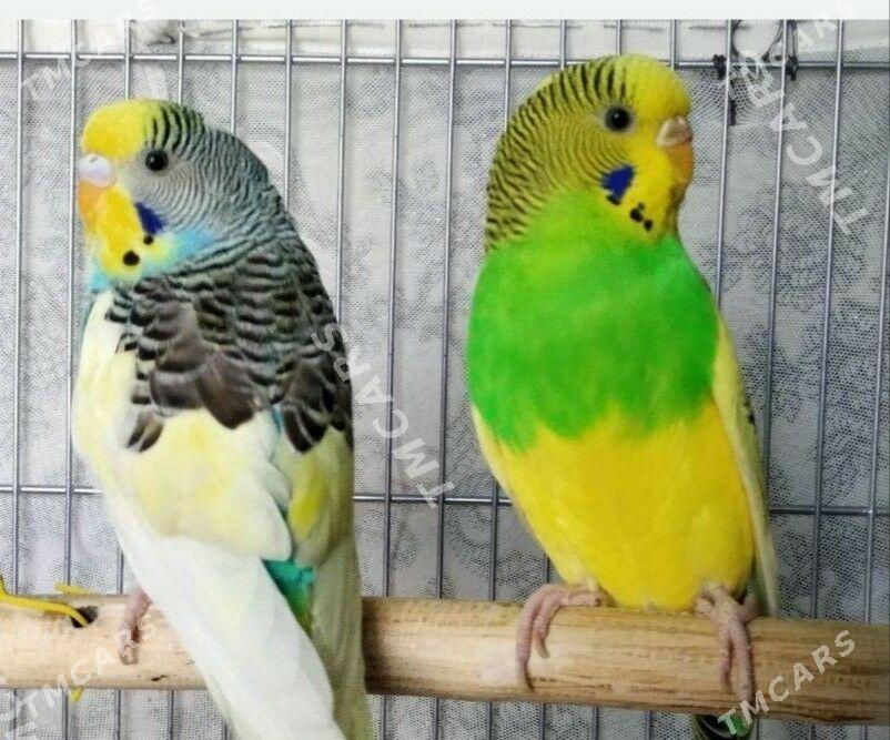 продаются волнистые попугаи - Aşgabat - img 2