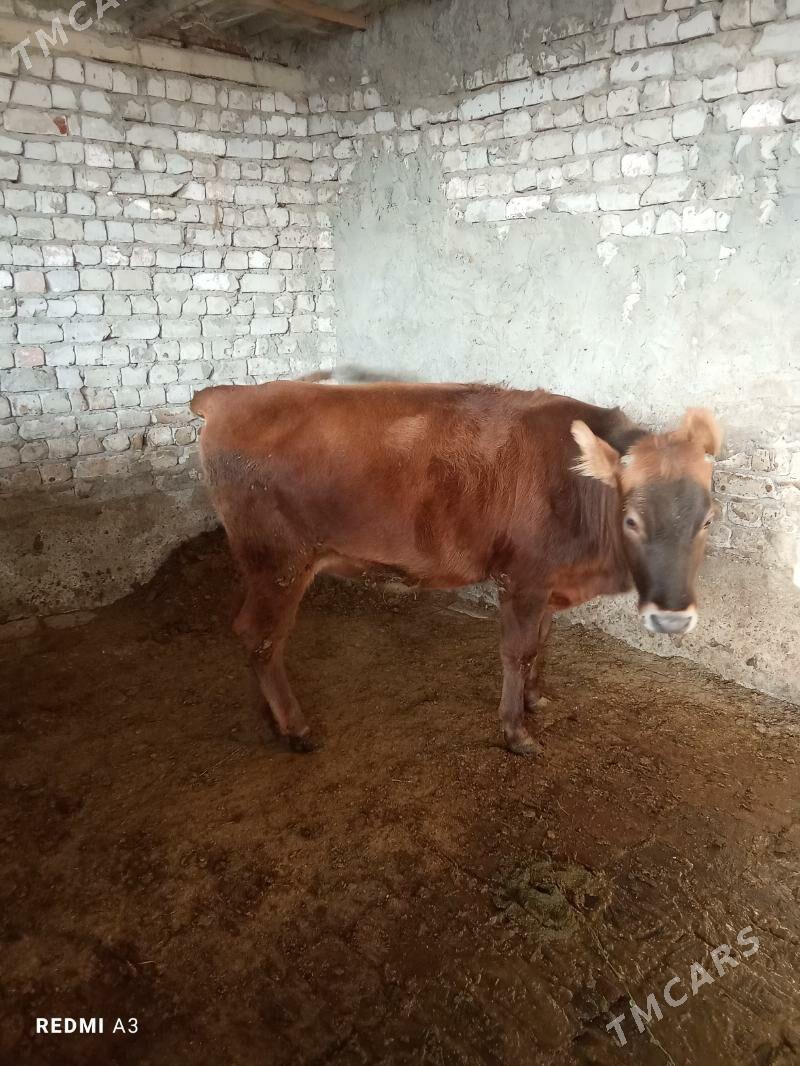 Tüwe - Gökdepe - img 3