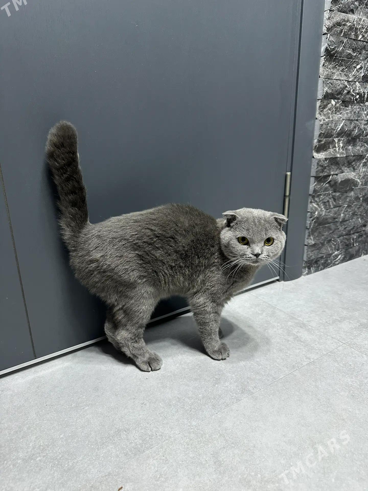 кот для случки / вязки - 11 mkr - img 2