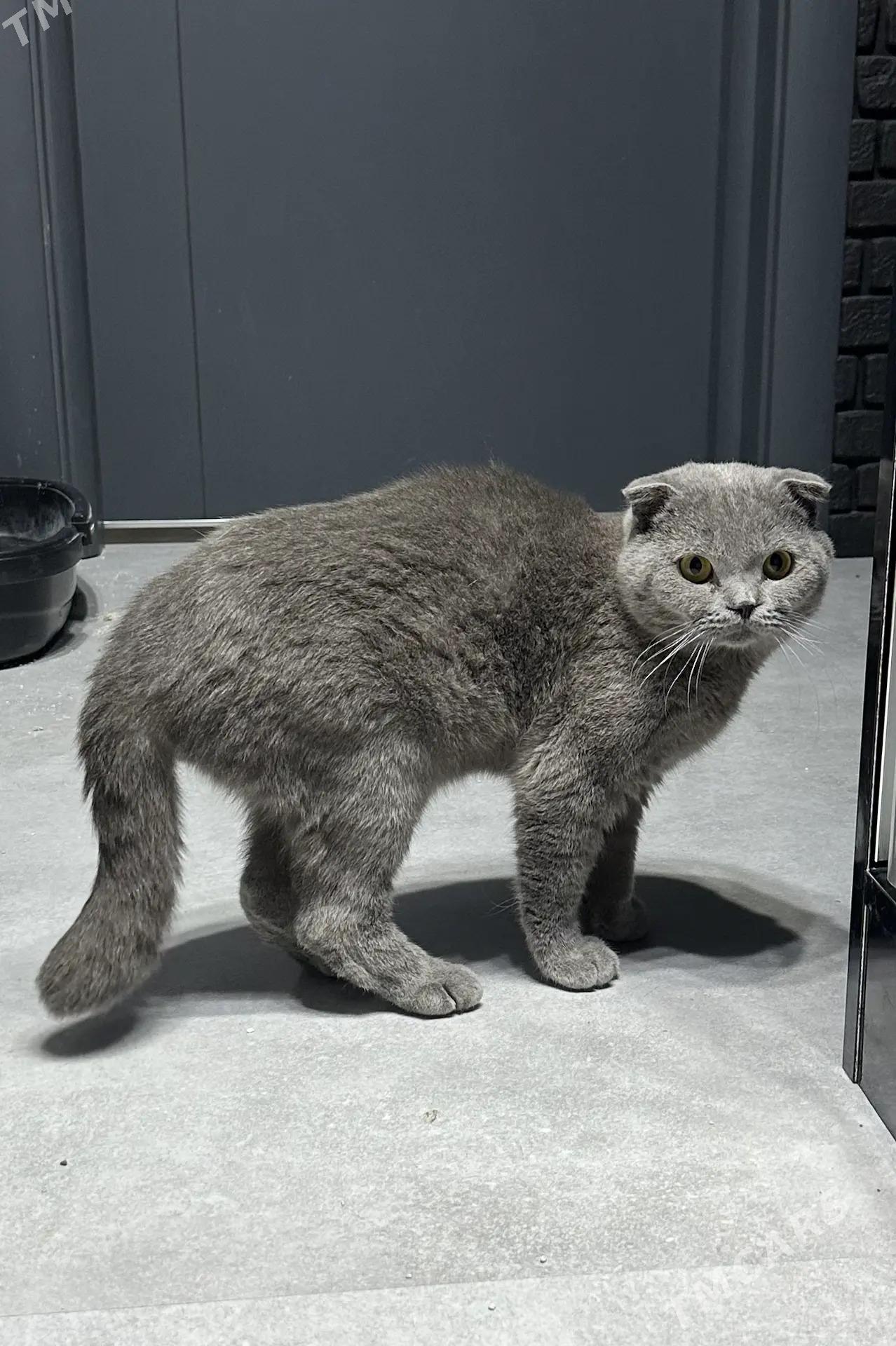 кот для случки / вязки - 11 mkr - img 3