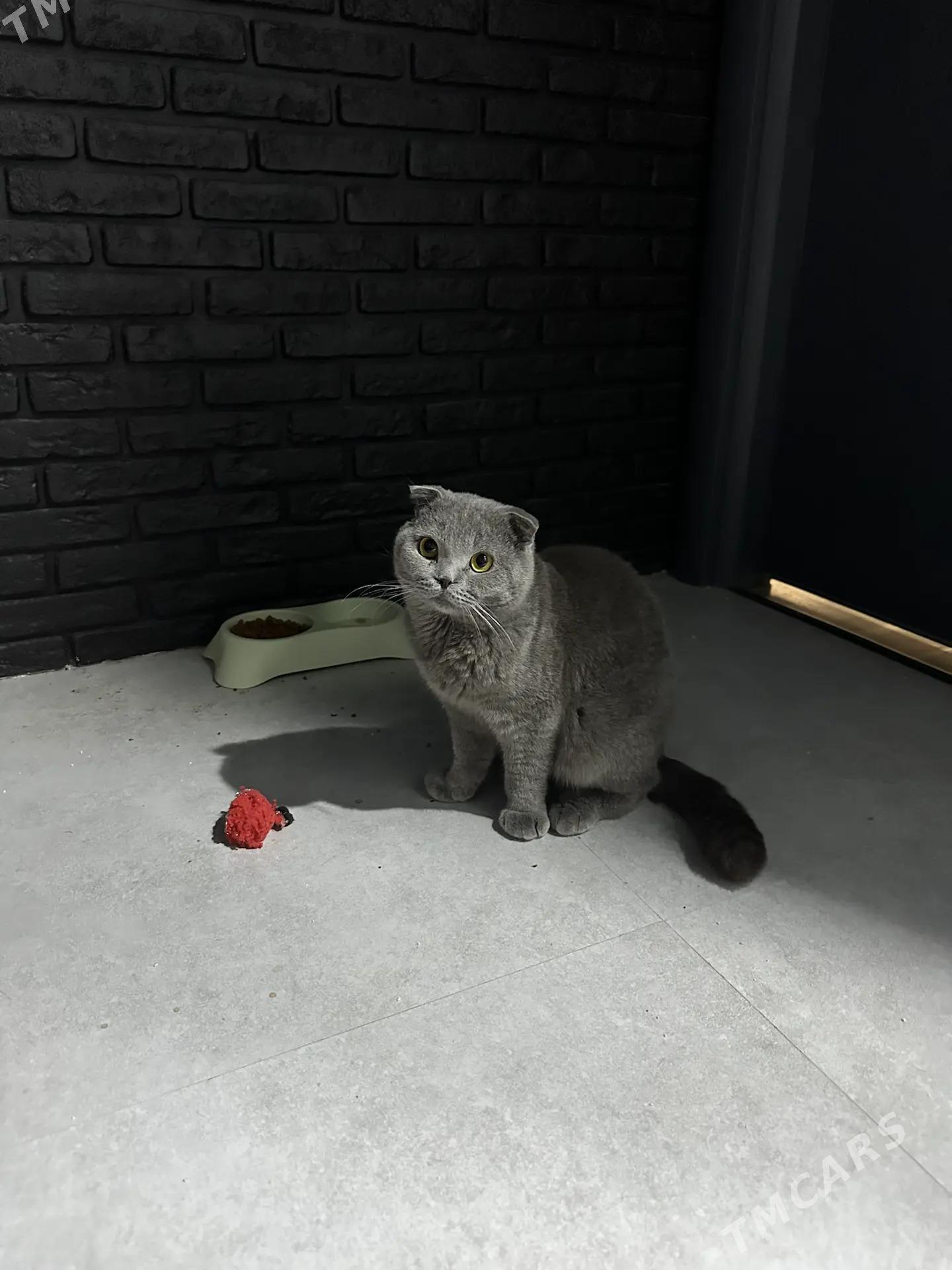 кот для случки / вязки - 11 mkr - img 1