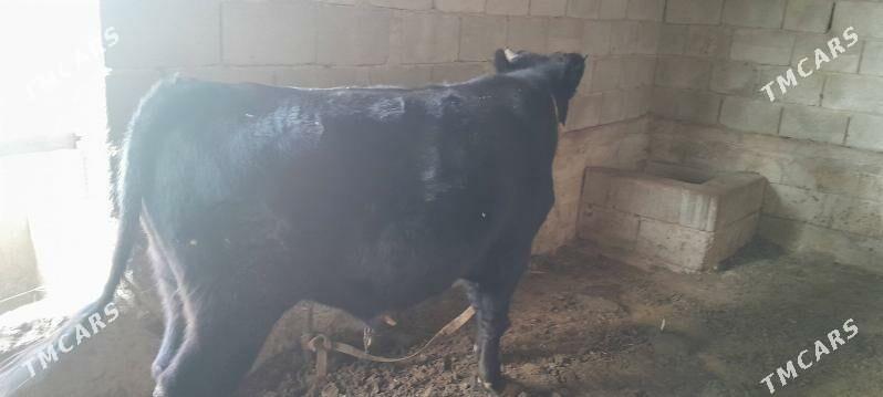 okuz - Änew - img 6