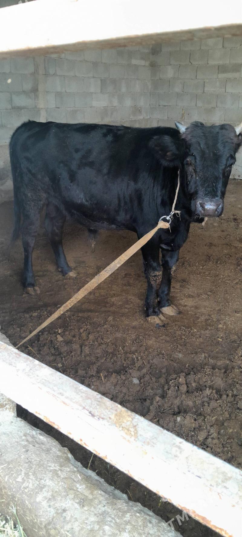 okuz - Änew - img 3